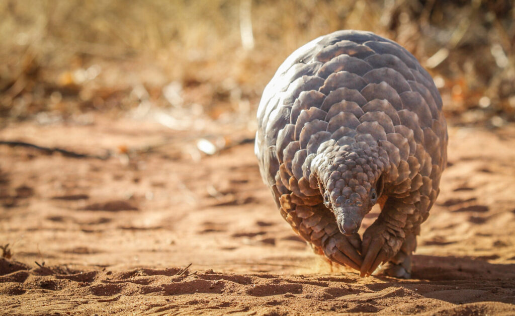 About Pangolins